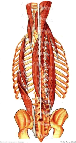 Amanda's A to Z Medical Pocket Books | A to Z of Skeletal Muscles